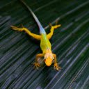 Golden gecko  screen for extension Chrome web store in OffiDocs Chromium