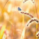 Golden Hour Butterfly  screen for extension Chrome web store in OffiDocs Chromium
