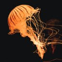 Golden jellyfish  screen for extension Chrome web store in OffiDocs Chromium