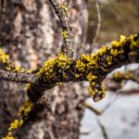 Golden Lichen on Bark  screen for extension Chrome web store in OffiDocs Chromium