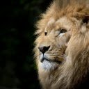 golden lion  screen for extension Chrome web store in OffiDocs Chromium