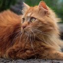 Golden long haired cat  screen for extension Chrome web store in OffiDocs Chromium
