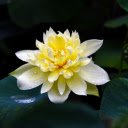 Golden lotus  screen for extension Chrome web store in OffiDocs Chromium