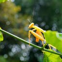 Golden mantis  screen for extension Chrome web store in OffiDocs Chromium