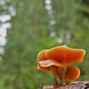 Golden mushroom bush  screen for extension Chrome web store in OffiDocs Chromium