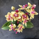 Golden orchid branches  screen for extension Chrome web store in OffiDocs Chromium