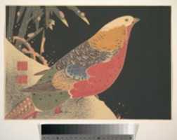 Free download Golden Pheasant in the Snow free photo or picture to be edited with GIMP online image editor