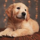 Golden Retriever  screen for extension Chrome web store in OffiDocs Chromium