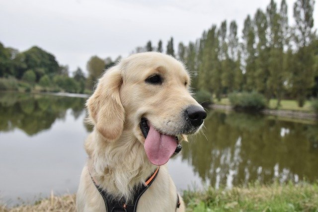 Free download golden retriever dog canine free picture to be edited with GIMP free online image editor