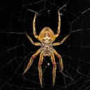 Golden spider  screen for extension Chrome web store in OffiDocs Chromium