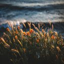 Golden Sunset Blooms  screen for extension Chrome web store in OffiDocs Chromium