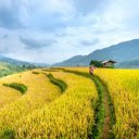 Golden terraced fields  screen for extension Chrome web store in OffiDocs Chromium