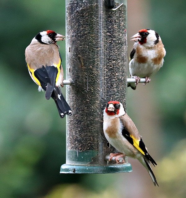 Free download goldfinches birds perched finches free picture to be edited with GIMP free online image editor