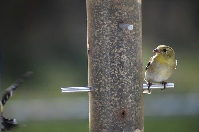 ດາວໂຫຼດຟຣີ goldfinch finch bi nature bird free picture to be edited with GIMP free online image editor