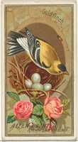 Free download Goldfinch, from the Birds of America series (N4) for Allen & Ginter Cigarettes Brands free photo or picture to be edited with GIMP online image editor