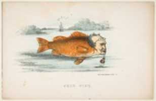 Free download Gold Fish (Francis M. Drexel), from The Comic Natural History of the Human Race free photo or picture to be edited with GIMP online image editor