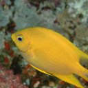 Goldfish Under the Sea  screen for extension Chrome web store in OffiDocs Chromium