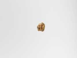 Free download Gold pendant in the form of a lions head free photo or picture to be edited with GIMP online image editor
