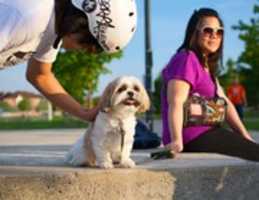 Бесплатно скачать Good Boy Kobe бесплатное фото или изображение для редактирования с помощью онлайн-редактора изображений GIMP