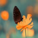 Good Morning Butterfly Image Chrome Theme  screen for extension Chrome web store in OffiDocs Chromium