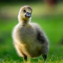 Goofy Goose  screen for extension Chrome web store in OffiDocs Chromium