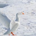 Goose  screen for extension Chrome web store in OffiDocs Chromium