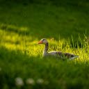 Goose  screen for extension Chrome web store in OffiDocs Chromium