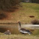Goose by the lake  screen for extension Chrome web store in OffiDocs Chromium