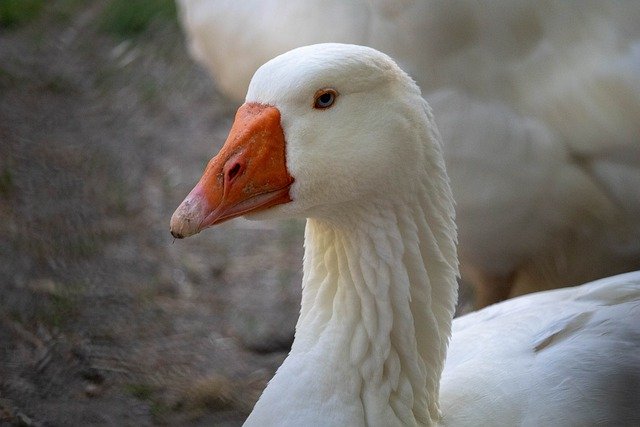 Free download goose duck plumage white orange free picture to be edited with GIMP free online image editor