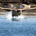 Goose Flying Over the Lake  screen for extension Chrome web store in OffiDocs Chromium