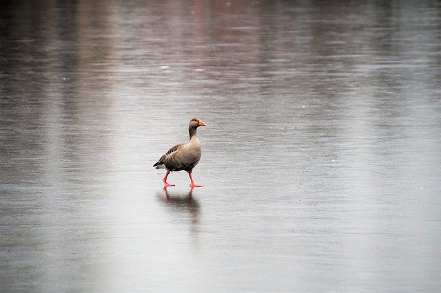 ດາວໂຫລດຟຣີ goose frozen lake ລະດູຫນາວສີຂີ້ເຖົ່າ goose ຮູບພາບຟຣີທີ່ຈະແກ້ໄຂດ້ວຍ GIMP ບັນນາທິການຮູບພາບອອນໄລນ໌ຟຣີ