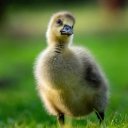GOOSE KID Theme  screen for extension Chrome web store in OffiDocs Chromium