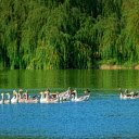 Goose pond and weeping willow  screen for extension Chrome web store in OffiDocs Chromium