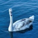 GOOSE THEME  screen for extension Chrome web store in OffiDocs Chromium