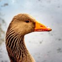 GOOSE Theme  screen for extension Chrome web store in OffiDocs Chromium