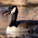 Goose under the lake  screen for extension Chrome web store in OffiDocs Chromium