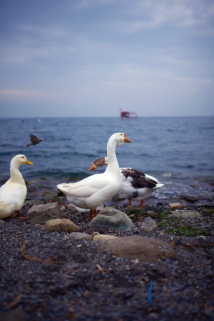 Free download gooze sea turkey 35mm sky rocks free picture to be edited with GIMP free online image editor