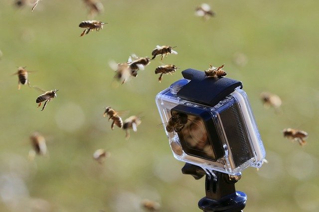 Bezpłatne pobieranie go pro bees onsects camera darmowe zdjęcie do edycji za pomocą bezpłatnego internetowego edytora obrazów GIMP