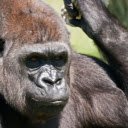 Gorilla  screen for extension Chrome web store in OffiDocs Chromium