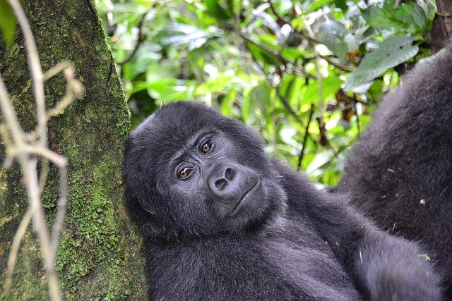 Free download gorilla animal ape primate mammal free picture to be edited with GIMP free online image editor