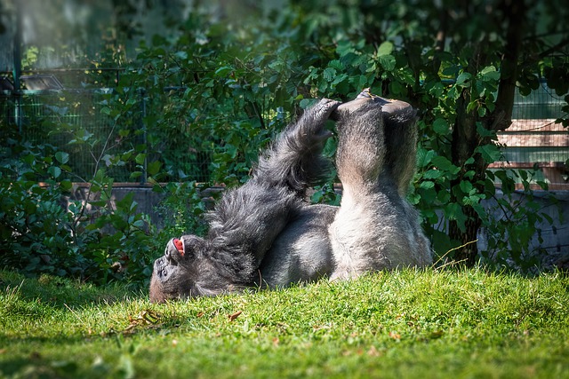 Free download gorilla animal wildlife ape free picture to be edited with GIMP free online image editor