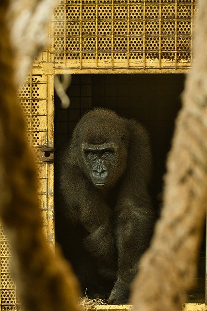 Free download gorilla animal zoo ape mammal free picture to be edited with GIMP free online image editor