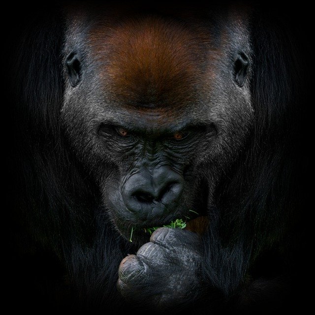 Free download gorilla ape monkey primate wild free picture to be edited with GIMP free online image editor