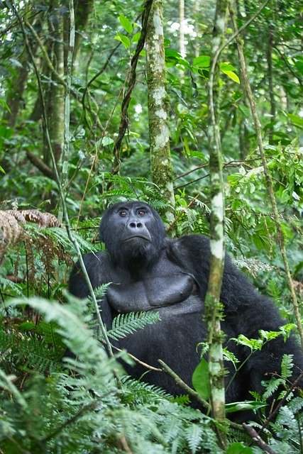 Скачать бесплатно изображение гориллы, примата, джунглей, листьев, бесплатное изображение для редактирования с помощью бесплатного онлайн-редактора изображений GIMP