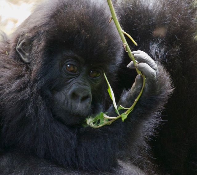 Free download gorilla baby primate ape fur cute free picture to be edited with GIMP free online image editor