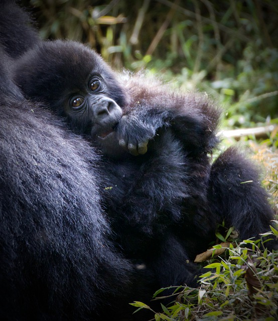 Free download gorilla monkey ape animal safari free picture to be edited with GIMP free online image editor