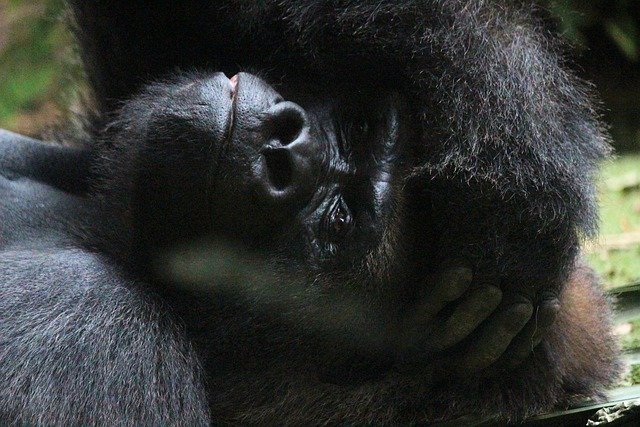 Free download gorilla monkey silverback ape free picture to be edited with GIMP free online image editor