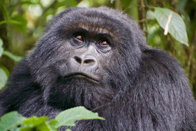 Free download gorilla portrait animal mammal free picture to be edited with GIMP free online image editor