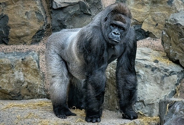 Free download gorilla primate animal ape zoo free picture to be edited with GIMP free online image editor
