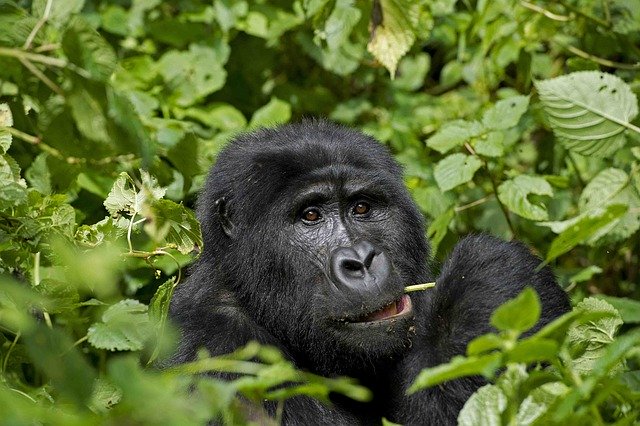 Free download gorilla primate ape wilderness free picture to be edited with GIMP free online image editor